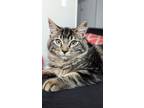 Adopt Pepita a Domestic Mediumhair / Mixed (short coat) cat in Logan