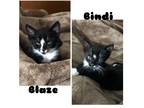 Adopt Blaze & Bindi (Kittens) a Black & White or Tuxedo Domestic Shorthair /