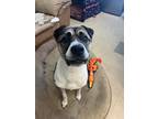 Adopt Reed a Boxer / Mixed Breed (Large) / Mixed dog in Santa Rosa