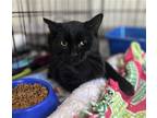 Adopt Kendra a All Black Domestic Shorthair / Mixed (short coat) cat in Berkeley