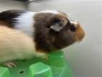 Adopt TWIX a Guinea Pig (medium coat) small animal in Tustin, CA (39141121)