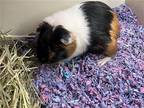 Adopt SNICKERS a Guinea Pig (medium coat) small animal in Tustin, CA (39141120)