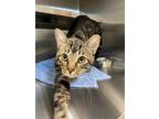 Adopt Ron a Brown Tabby Domestic Shorthair / Mixed (short coat) cat in Hilton