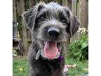 Adopt Devi a Gray/Silver/Salt & Pepper - with Black Mixed Breed (Small) /