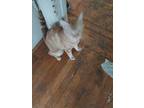 Adopt Coco a Brown Tabby American Shorthair (short coat) cat in Brooklyn