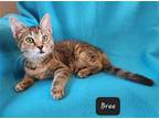 Adopt Bree YOUNG FEMALE a Brown Tabby Domestic Shorthair / Mixed (short coat)