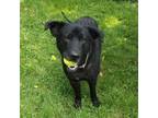 Adopt Steeler a Black Labrador Retriever / Mixed dog in Sharon Center