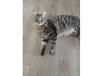 Adopt Simba a Gray, Blue or Silver Tabby Tabby / Mixed (long coat) cat in