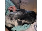 Adopt Denali a Angora, English / Mixed rabbit in Jacksonville, FL (39151066)