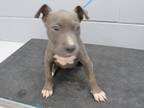 Adopt 84500 a Gray/Blue/Silver/Salt & Pepper Staffordshire Bull Terrier dog in