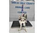 Adopt 84477 a Black Husky dog in Nogales, AZ (39151050)
