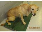 Adopt Penny a Red/Golden/Orange/Chestnut Golden Retriever dog in Nogales
