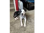 Adopt Romeo a Black - with White Bullmastiff / Mixed dog in Denver