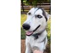 Adopt Kano a Black - with Gray or Silver Siberian Husky / Mixed dog in Broken