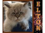 Adopt Elton a Persian / Mixed (short coat) cat in Mena, AR (39129111)