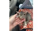 Adopt Unkonwn a Gray or Blue Tabby / Mixed (short coat) cat in Dallas