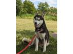 Adopt Artica a Husky / Mixed dog in Neillsville, WI (39151021)