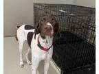 Adopt Luka a Brown/Chocolate - with White German Shorthaired Pointer / Mixed dog