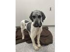 Adopt Nash a White - with Gray or Silver Labradoodle / Mixed dog in St.