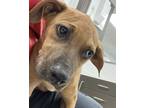 Adopt Rosco a Black Mouth Cur / Mixed dog in Houston, TX (39150897)