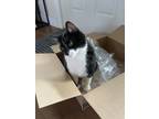 Adopt Jack a Black & White or Tuxedo American Shorthair / Mixed (short coat) cat