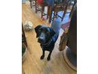 Adopt Wiley a Black Weimaraner / Labrador Retriever / Mixed dog in Santa Maria