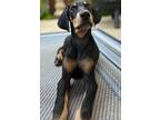 Adopt Obi a Doberman Pinscher / Mixed dog in Lexington, KY (39150789)