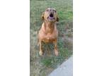 Adopt Lola a Brown/Chocolate Vizsla / Vizsla dog in Columbus, IN (39150711)