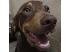 Adopt (Found) Mambo a Brown/Chocolate Doberman Pinscher / Mixed dog in Cabot
