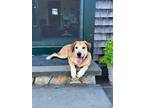 Adopt Dusty Robinson a Tan/Yellow/Fawn Labrador Retriever / Mixed dog in