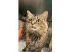 Adopt Elenor a Domestic Longhair / Mixed cat in Sudbury, ON (39150641)