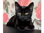Adopt Anya a All Black Domestic Shorthair (short coat) cat in Wading River