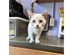 Adopt Indigo a Gray or Blue Domestic Shorthair / Mixed cat in Newport