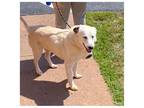 Adopt BLUE a White Australian Cattle Dog / Mixed dog in Buckhannon