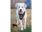 Adopt Judy Garland a White - with Gray or Silver Great Pyrenees / Mixed dog in