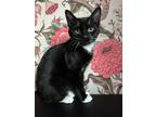 Adopt Baby Boy a Black & White or Tuxedo Domestic Shorthair (short coat) cat in