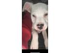 Adopt Zoey a White American Pit Bull Terrier / Mixed dog in Cleveland
