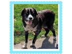 Adopt Josie a Black - with White Border Collie / Mixed dog in Shelby