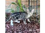 Adopt Tiger a Brown Tabby American Shorthair / Mixed cat in Glendora