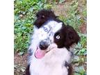 Adopt Max a Black - with White Collie / Anatolian Shepherd / Mixed dog in