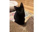 Adopt Dre a All Black Domestic Shorthair (short coat) cat in Wading River