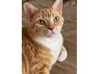 Adopt Sunny, Scratchy, Tiggy a Orange or Red Tabby Tabby / Mixed (short coat)