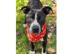 Adopt Denzel a Terrier (Unknown Type, Small) / Mixed dog in Darlington