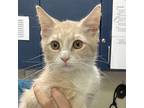 Adopt Rossi a Tan or Fawn Tabby Domestic Shorthair / Mixed cat in Lynchburg