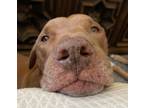 Adopt Dax a Brown/Chocolate Vizsla / Mixed dog in Titusville, FL (39150554)