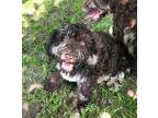 Adopt Hershey a Merle Labradoodle / Mixed dog in Liberty Center, OH (39150457)