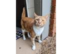 Adopt Chandler a Orange or Red Tabby Domestic Mediumhair / Mixed (medium coat)