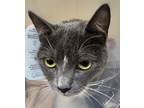 Adopt Millie a Domestic Shorthair / Mixed cat in Spokane Valley, WA (39150450)