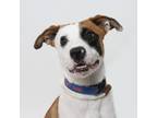 Adopt Zinger a Boxer / Australian Cattle Dog / Mixed dog in San Luis Obispo