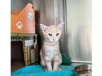 Adopt Cheryl Blossom a Domestic Shorthair / Mixed cat in Port McNicoll
